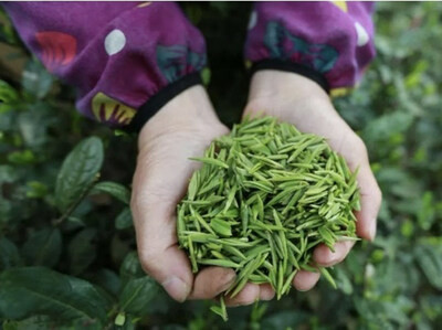 Чайные сады Дуюнь Маоцзянь готовы к весеннему сезону сбора урожая в провинции Гуйчжоу