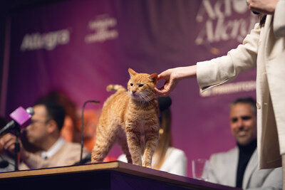 В Колумбии прошла первая пресс-конференция с кошками 