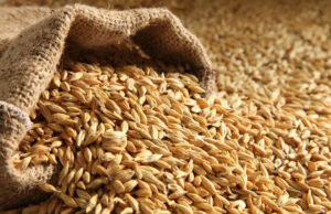 Экологически чистый ячмень оптом: тренды и преимущества