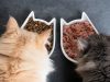 Как выбрать сухой корм для кошек