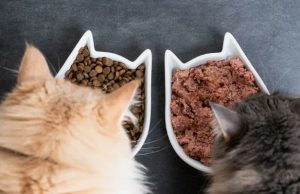 Как выбрать сухой корм для кошек