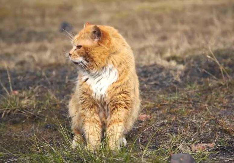 Почему на Шпицбергене нельзя держать кошек, а также другие запреты местности